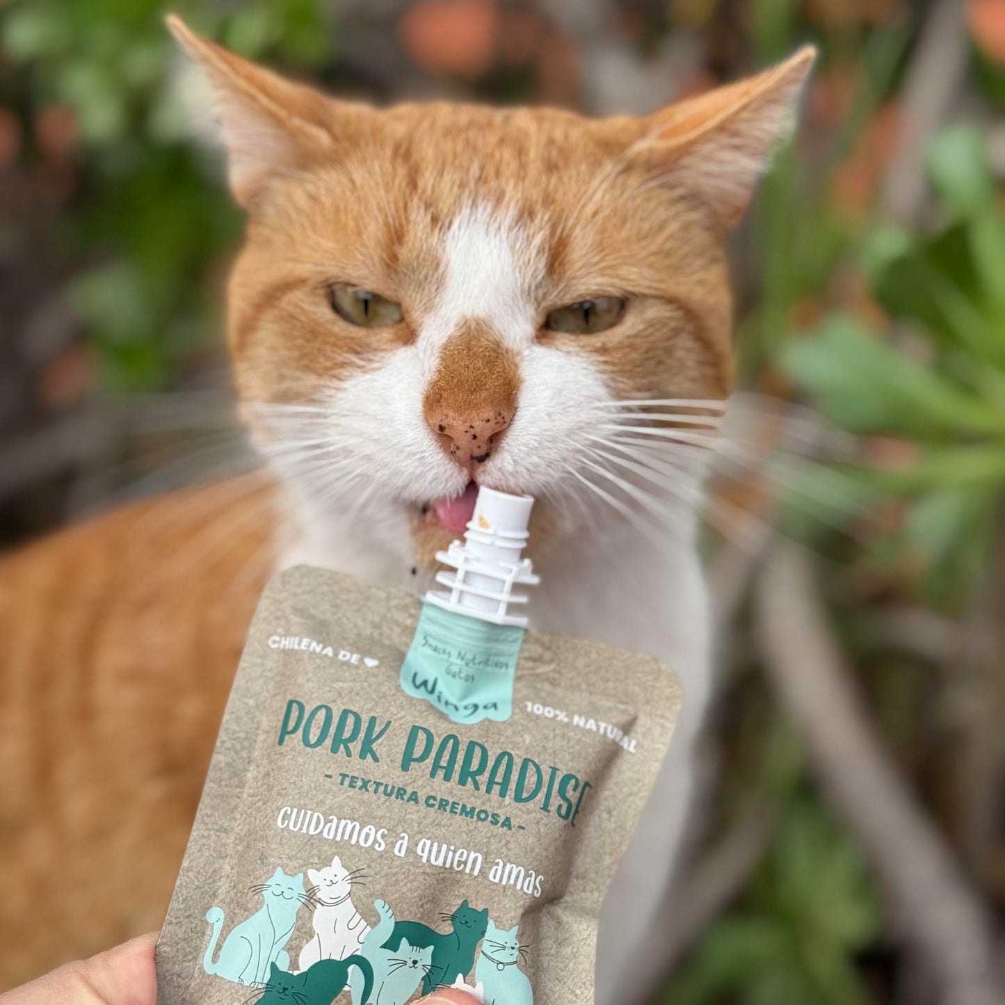Mundo Winga GATOS