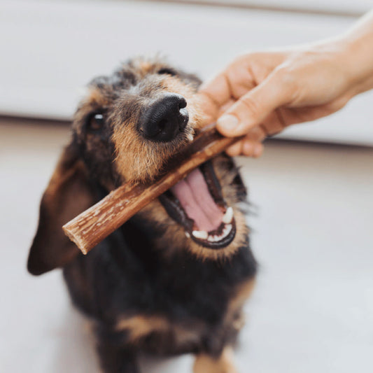 🐾 Bully Stick de Vacuno: El Snack Saludable y Natural que Todo Perro Necesita