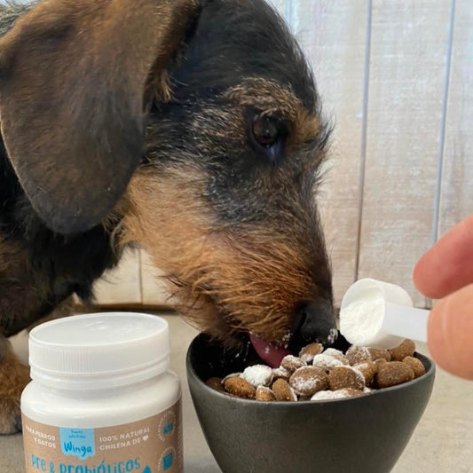 ¿Por Qué los Snacks con Probióticos Son el Futuro de la Alimentación Canina Saludable?