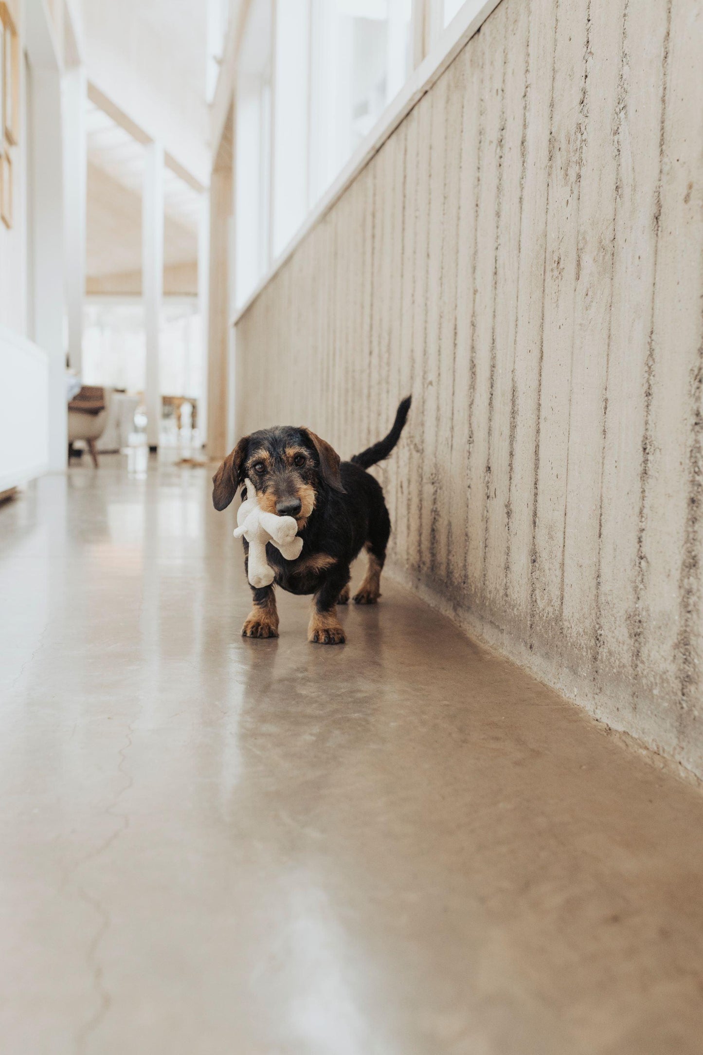 Masterclass online: Mi Cachorro - Winga