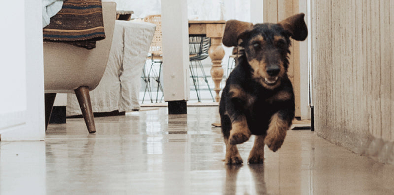 Perro Corriendo